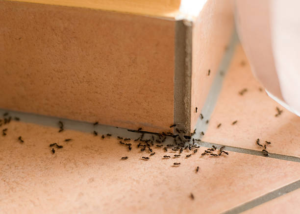 ant control services