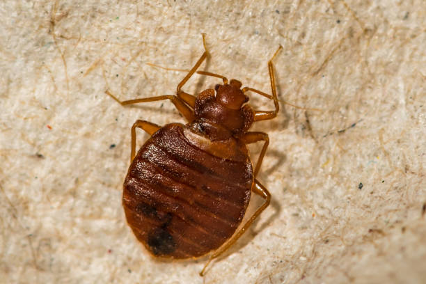 Bed Bug Control Services