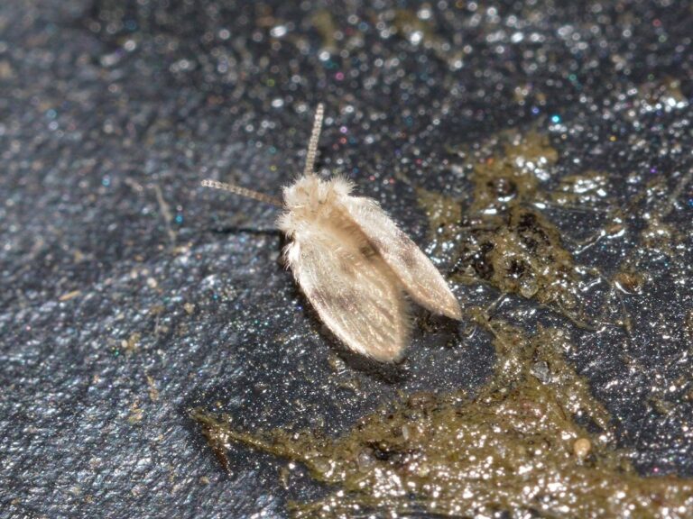 Flies Control Services