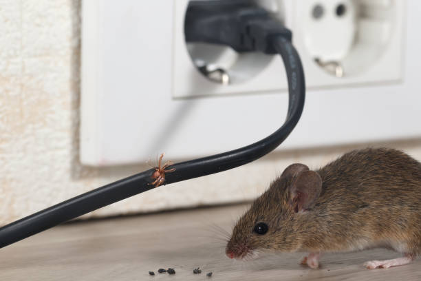 Rodent Proofing Services